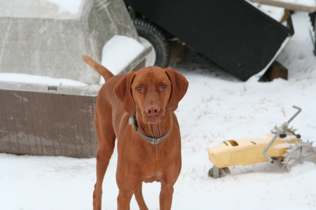 2011-02-04-Snow-in-Hutto-15-Bevo-GOOD.JPG