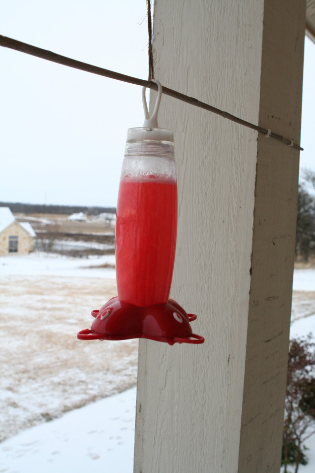 2011-02-04-Snow-in-Hutto-37-frozen-HummingBird-water-GOOD.JPG