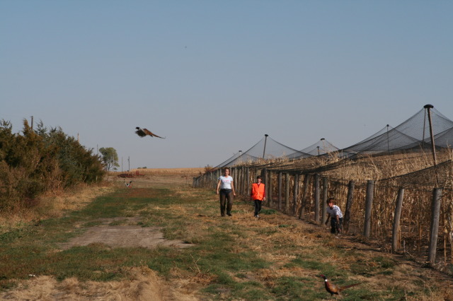 2011-10-03-SD-Hunting-52-pheasant-Suzi-Dax-Chance-GOOD.JPG