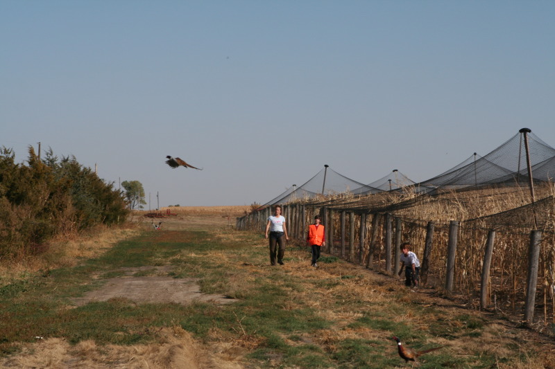 2011/BEST-OF/800x600_2011-10-03-SD-Hunting-52-pheasant-Suzi-Dax-Chance-GOOD.JPG