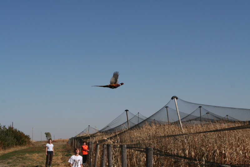 2011/BEST-OF/800x600_2011-10-03-SD-Hunting-56-pheasant-Suzi-Chance-Dax-GOOD.JPG