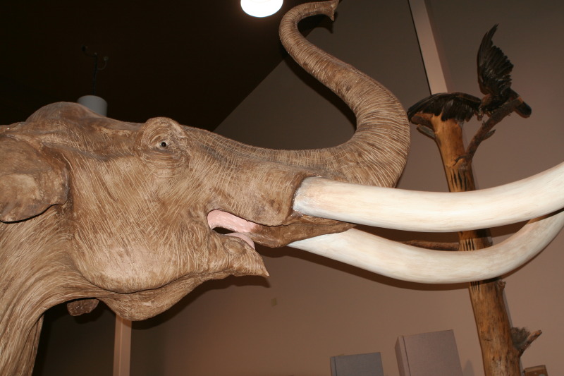 2011/BEST-OF/800x600_2011-10-07-SD-Mammoth-Site-13-GOOD.JPG