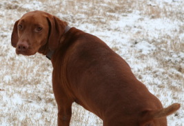 2011-02-04-Snow-in-Hutto-01-Bevo-GOOD.jpg