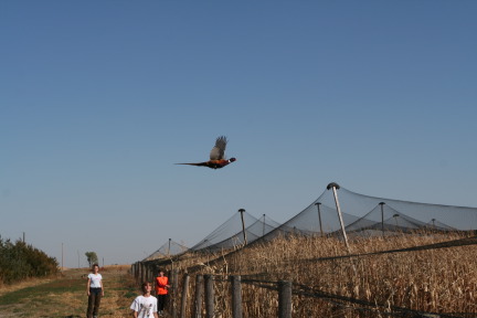 2011-10-03-SD-Hunting-56-pheasant-Suzi-Chance-Dax-GOOD.JPG