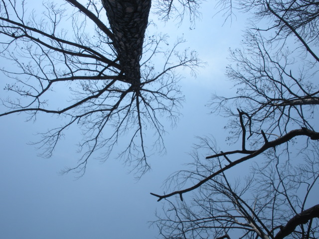 2012/05(May)/OA-Ordeal/640x480_2012-05-05-OA-Ordeal-18-breaktime-under-a-burned-tree.JPG