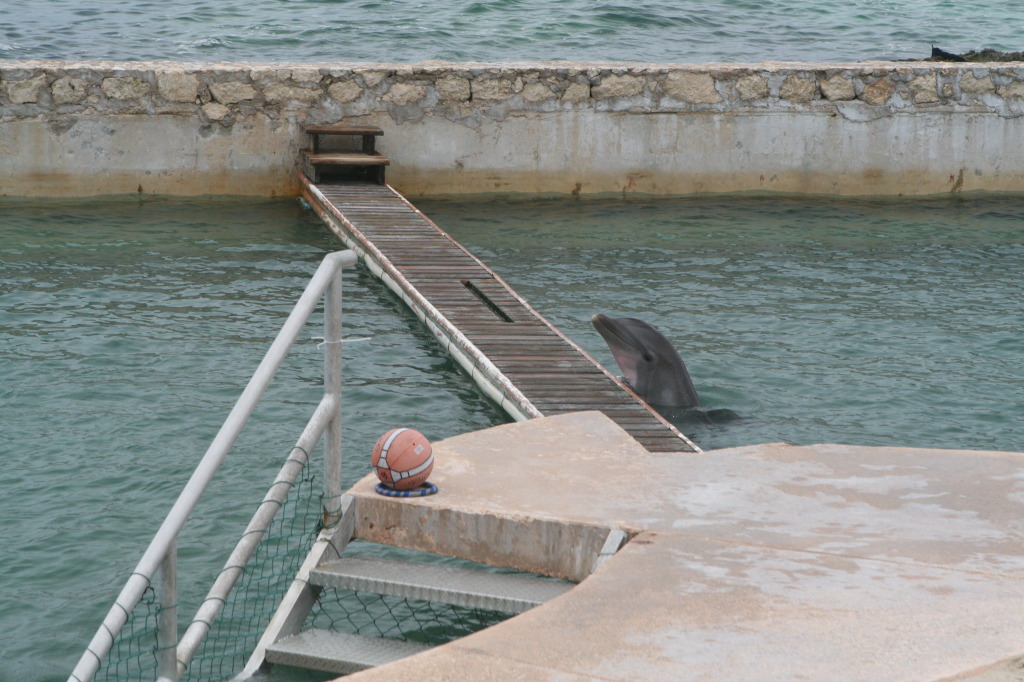 2012/10(October)/2012-10-Disney-Cruise/1024x768_2012-10-03-Disney-Cruise-07-dolphins.JPG
