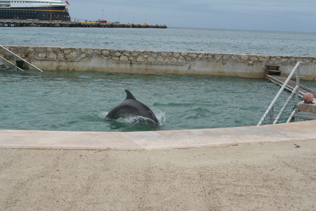 2012/10(October)/2012-10-Disney-Cruise/1024x768_2012-10-03-Disney-Cruise-08-dolphins.JPG