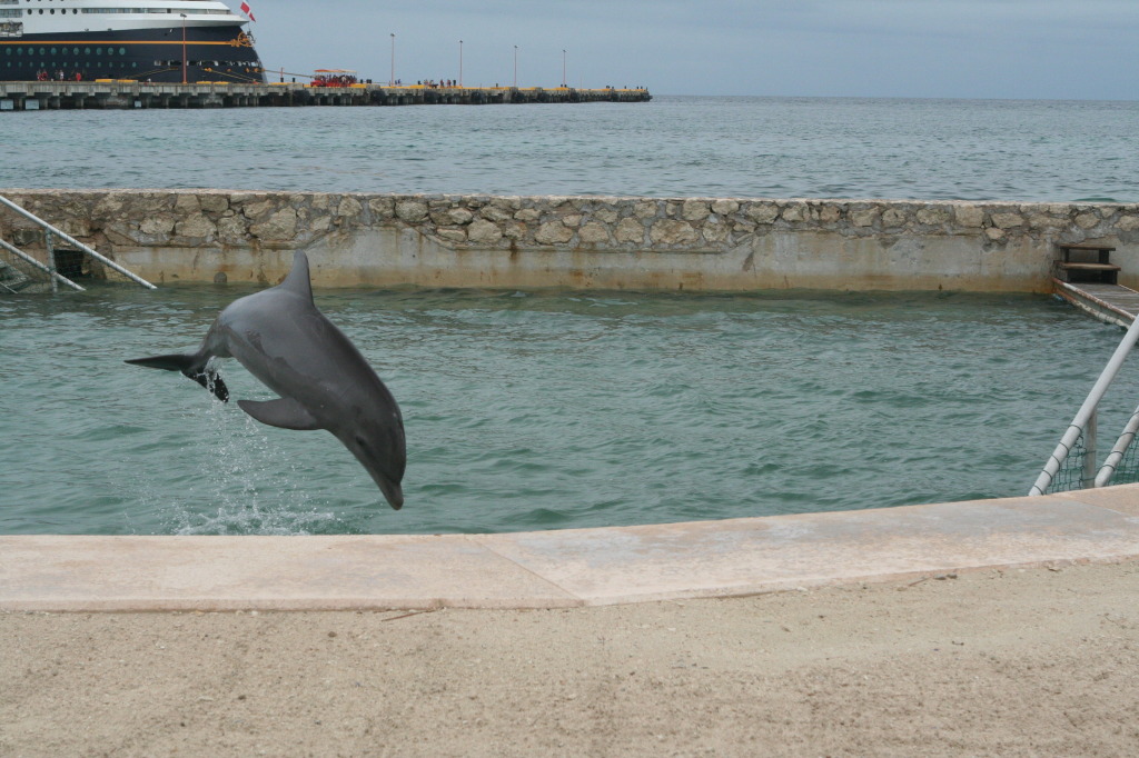 2012/10(October)/2012-10-Disney-Cruise/1024x768_2012-10-03-Disney-Cruise-09-dolphins.JPG