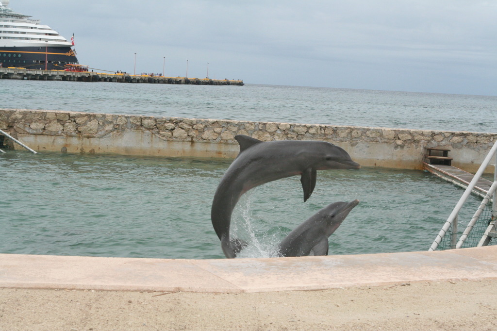 2012/10(October)/2012-10-Disney-Cruise/1024x768_2012-10-03-Disney-Cruise-10-dolphins.JPG