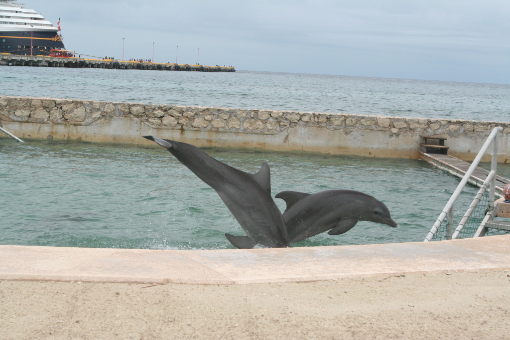 2012/10(October)/2012-10-Disney-Cruise/1024x768_2012-10-03-Disney-Cruise-11-dolphins.JPG