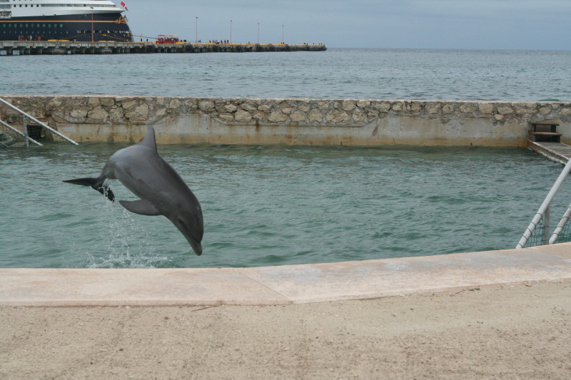 2012/10(October)/2012-10-Disney-Cruise/800x600_2012-10-03-Disney-Cruise-09-dolphins.JPG