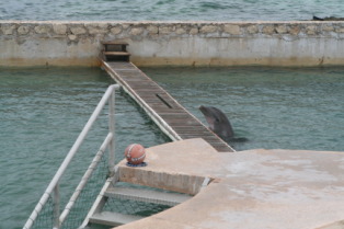 2012-10-03-Disney-Cruise-07-dolphins.JPG