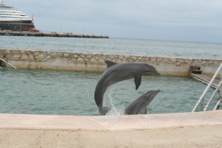 2012-10-03-Disney-Cruise-10-dolphins.JPG