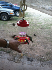 2012-07-Camp-Wehinapay-024-HummingBirds-GOOD.jpg