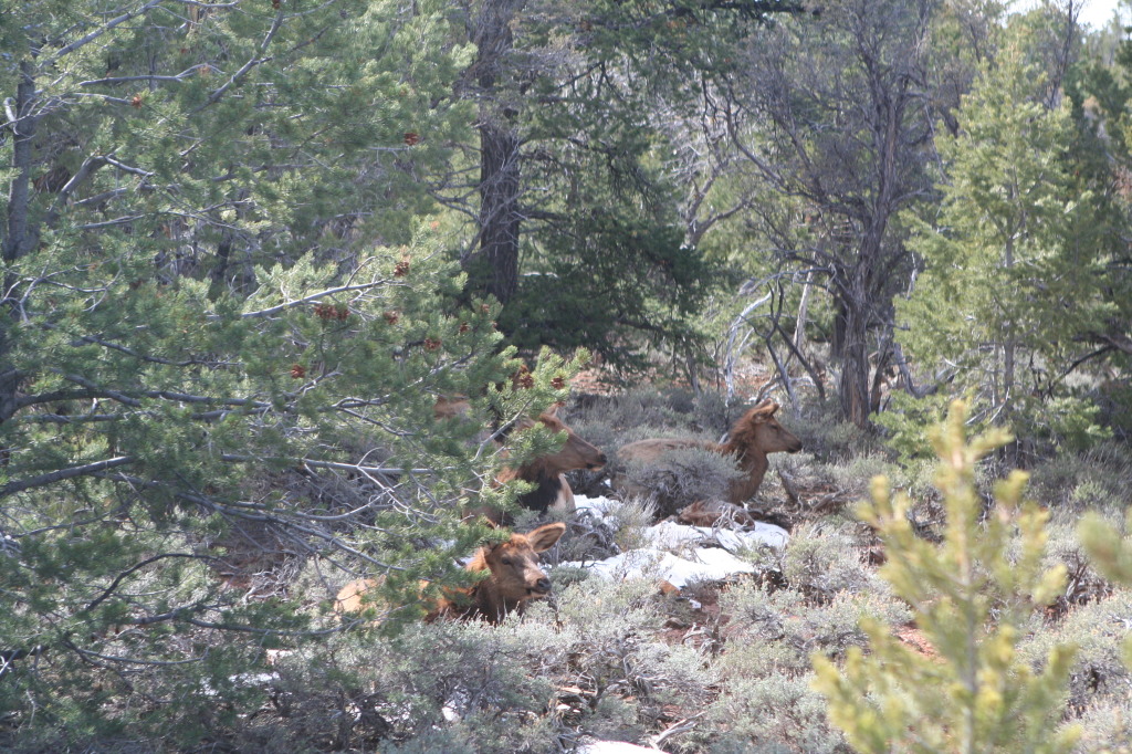 2013/03(March)/Grand-Canyon/Top200/1024x768_2013-03-14-Grand-Canyon-47-Hermits-Rest-elk.JPG