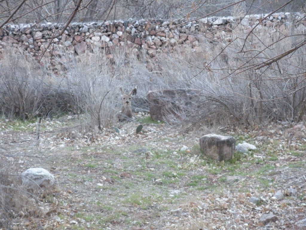 2013/03(March)/Grand-Canyon/Top200/1024x768_2013-03-16-Grand-Canyon-046-Indian-Gardens-mule-deer.JPG