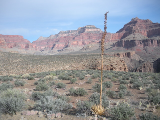 2013-03-16-Grand-Canyon-009-Indian-Gardens-GOOD.JPG