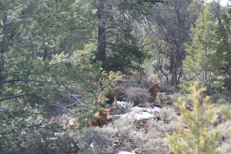 2013-03-14-Grand-Canyon-47-Hermits-Rest-elk.JPG