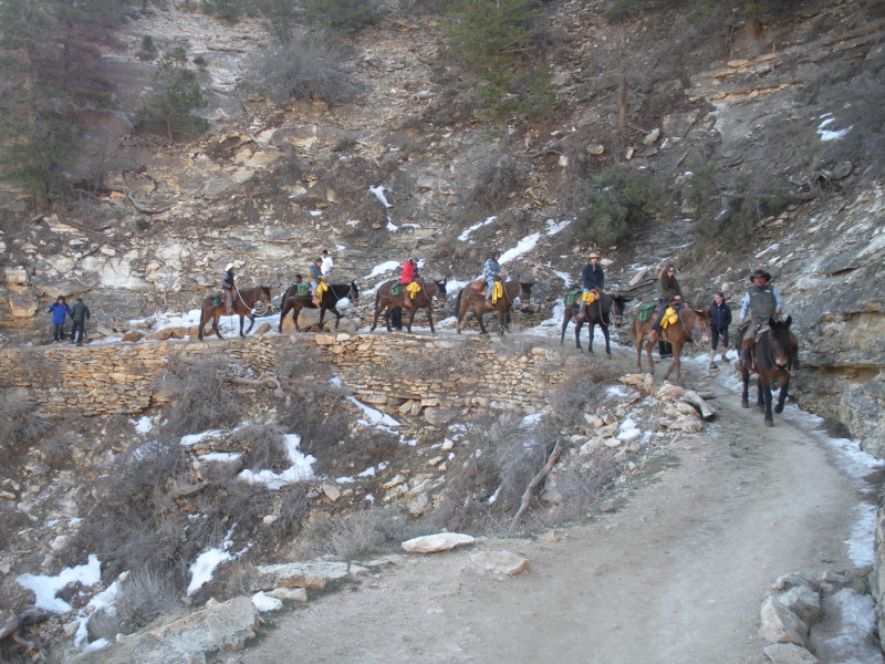 2013/03(March)/Grand-Canyon/Top200/800x600_2013-03-17-Grand-Canyon-007-RIM-mules-coming-down.JPG