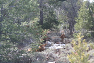 2013-03-14-Grand-Canyon-47-Hermits-Rest-elk.JPG