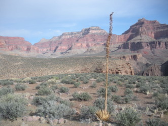 2013-03-16-Grand-Canyon-009-Indian-Gardens-GOOD.JPG