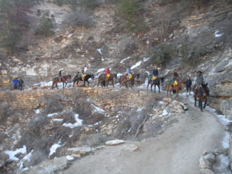 2013-03-17-Grand-Canyon-007-RIM-mules-coming-down.JPG