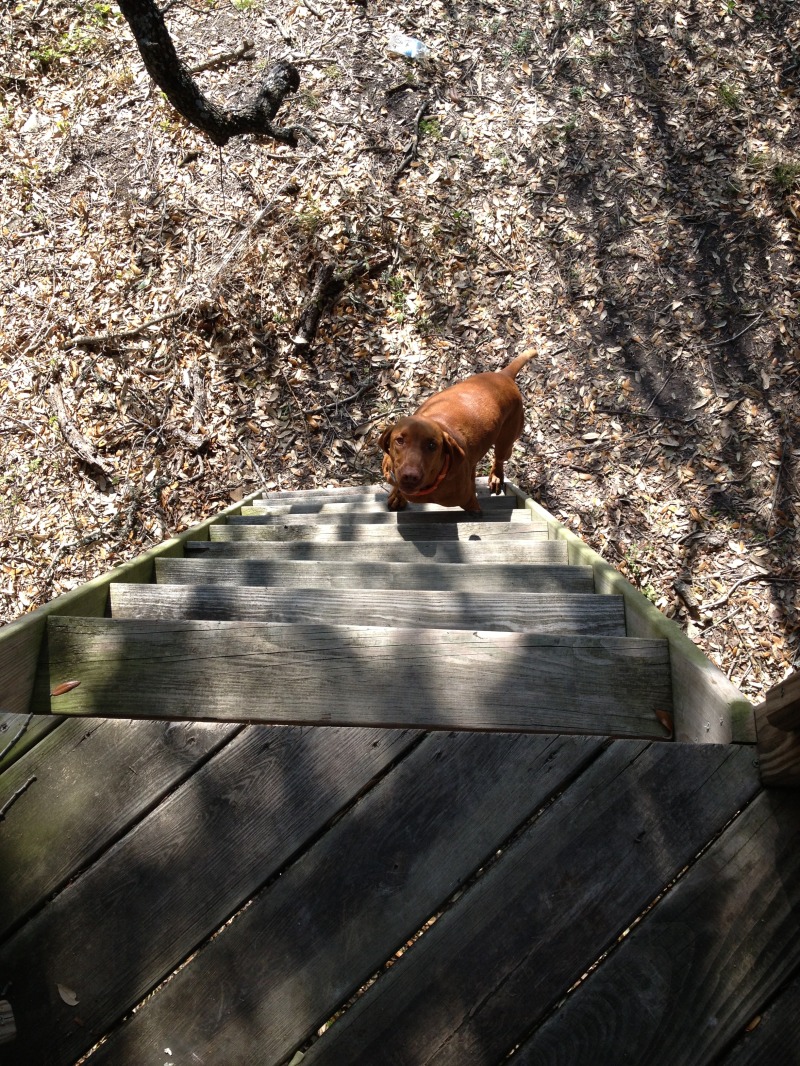 2013-03-23-Troop214-Camp-Gassett-02-Bevo.JPG
