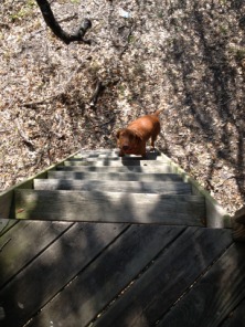 2013-03-23-Troop214-Camp-Gassett-02-Bevo.JPG