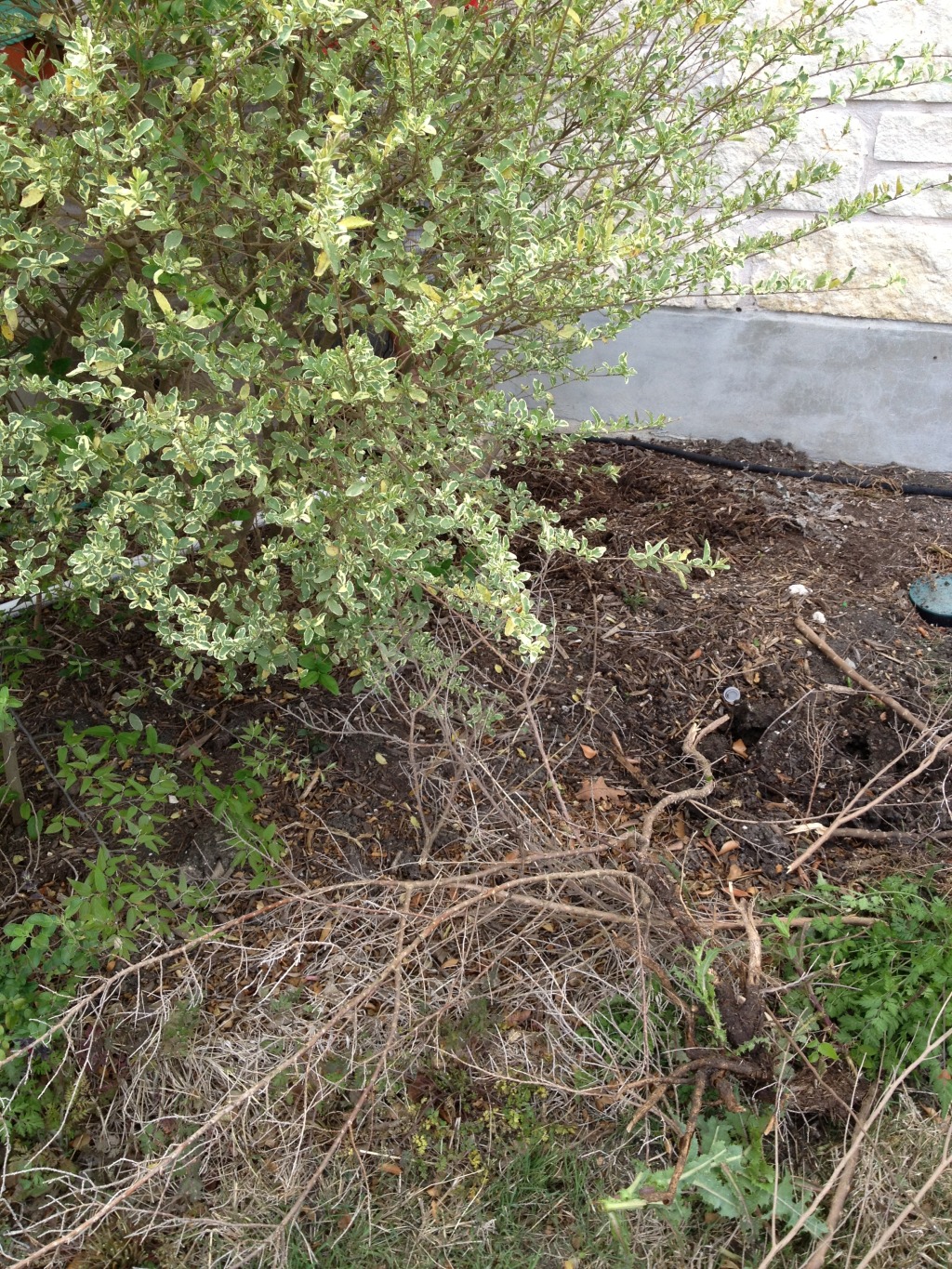 2013/03(March)/Yard-Work/1024x768_2013-03-29-Yard-Work-17.JPG