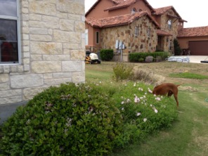 2013-03-29-Yard-Work-14-Bevo.JPG
