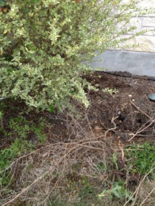2013-03-29-Yard-Work-17.JPG