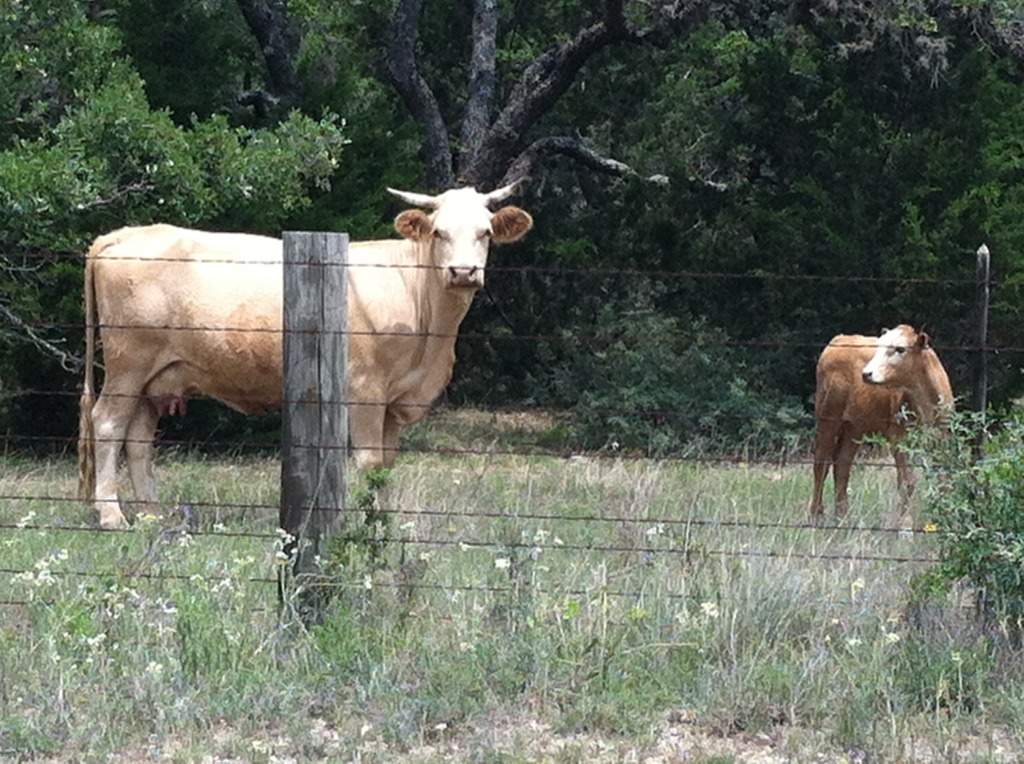 2013-05-18-Austin-to-Fredricksburgh-bike-ride-05-cows.JPG
