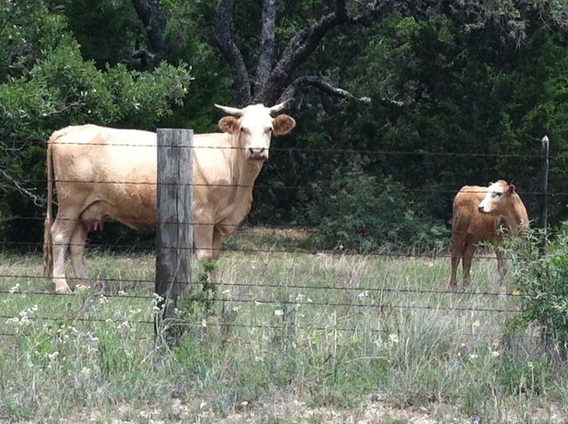 2013/05(May)/Biking-to-Fredericksburg/800x600_2013-05-18-Austin-to-Fredricksburgh-bike-ride-05-cows.JPG