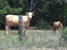 2013-05-18-Austin-to-Fredricksburgh-bike-ride-05-cows.JPG