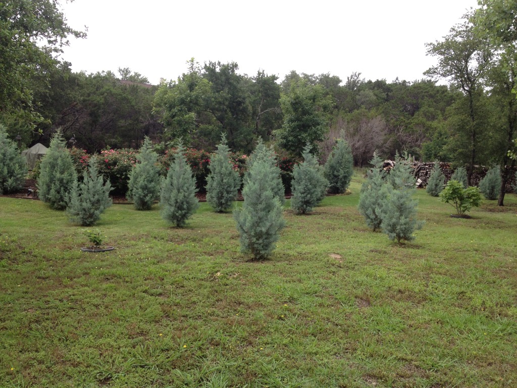 2013/06(June)/Cypress-Trees/1024x768_Cypress-multiple.jpg