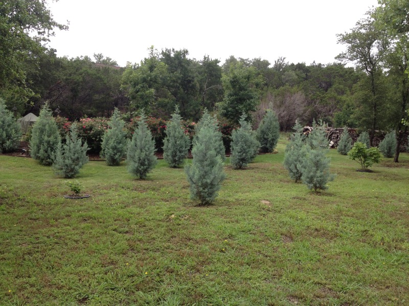 Cypress-multiple.jpg