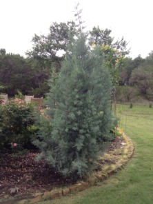 Cypress-4-yrs-later.jpg