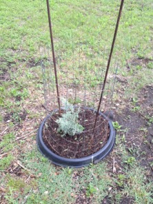 Cypress-Small.jpg
