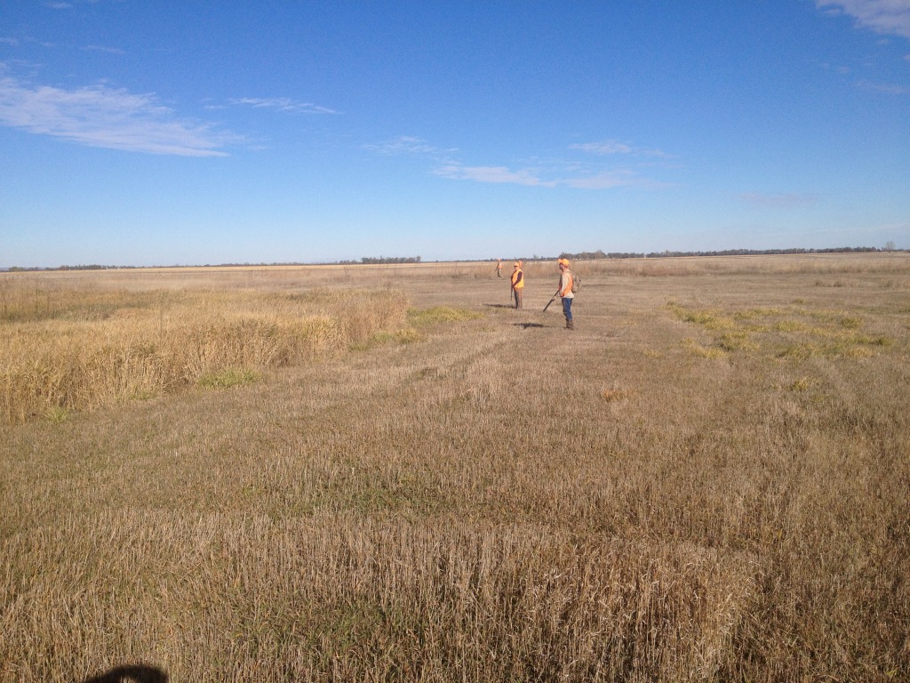 2013/11(November)/SD-Hunting/1024x768_2013-11-04-SD-Pheasant-Hunting-1.JPG