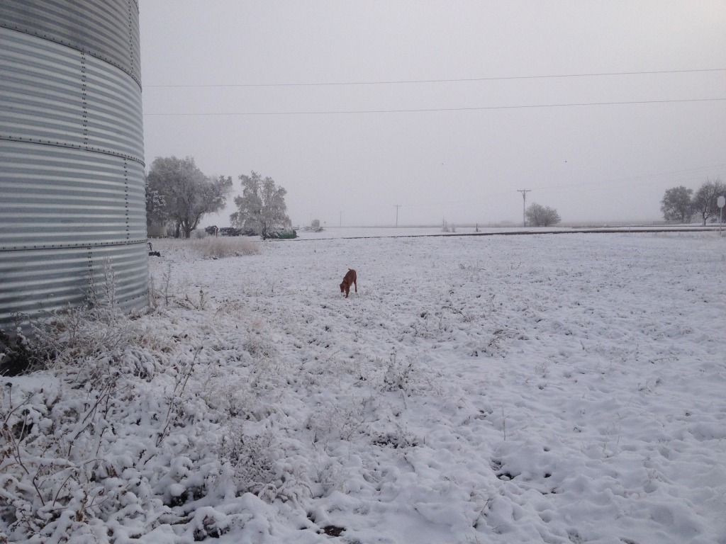 2013/11(November)/SD-Hunting/1024x768_2013-11-06-SD-Pheasant-Hunting-03-Bevo.JPG
