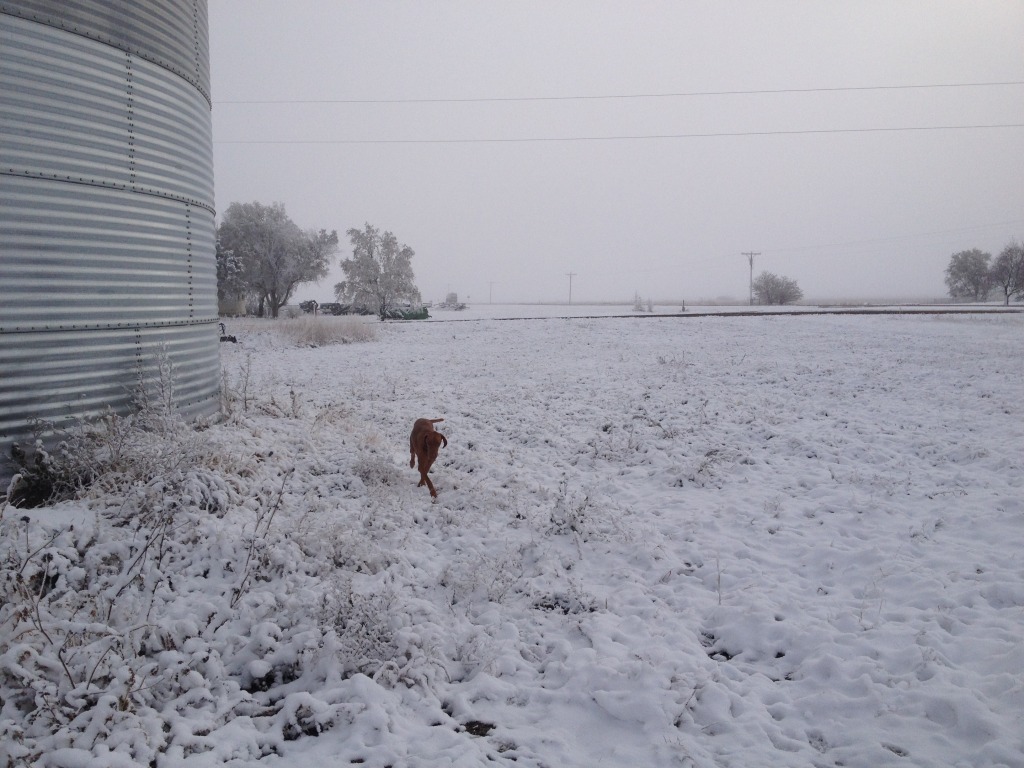 2013-11-06-SD-Pheasant-Hunting-04-Bevo.JPG