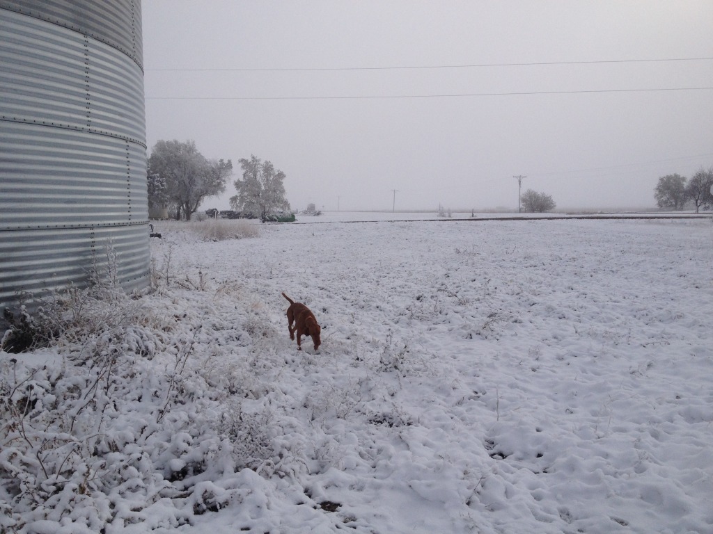 2013-11-06-SD-Pheasant-Hunting-05-Bevo.JPG