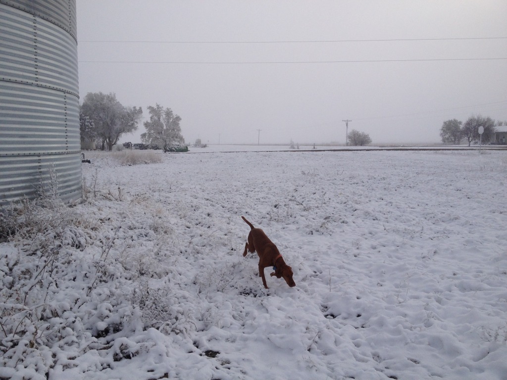 2013-11-06-SD-Pheasant-Hunting-06-Bevo.JPG