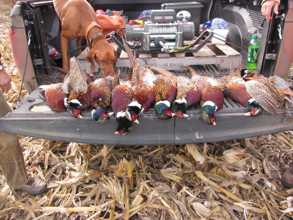 2013-11-08-SD-Pheasant-Hunting-26-Bevo.JPG