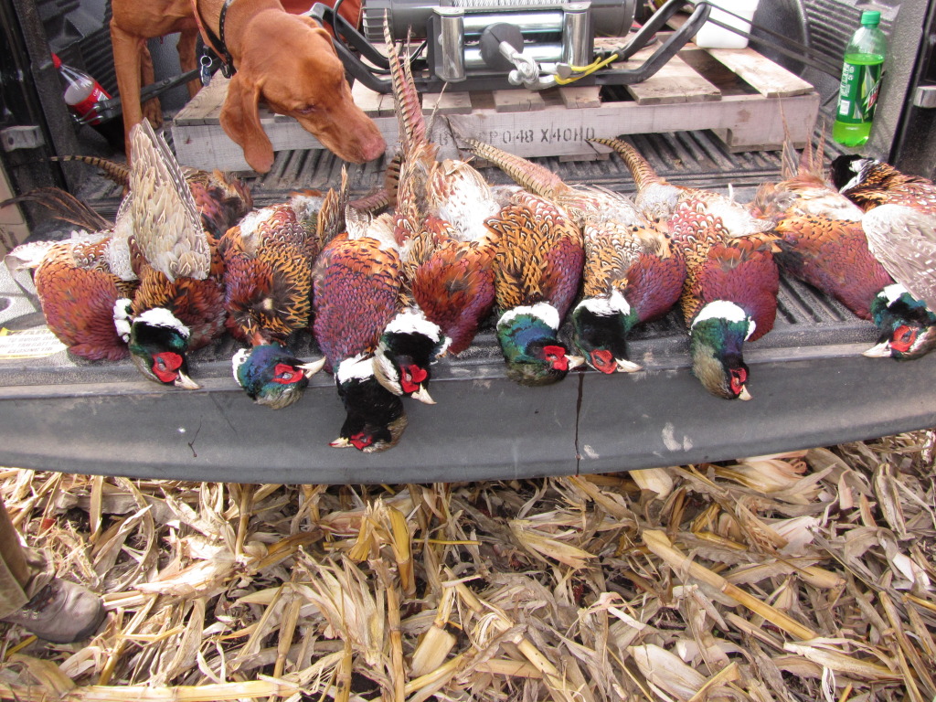 2013-11-08-SD-Pheasant-Hunting-27-Bevo.JPG