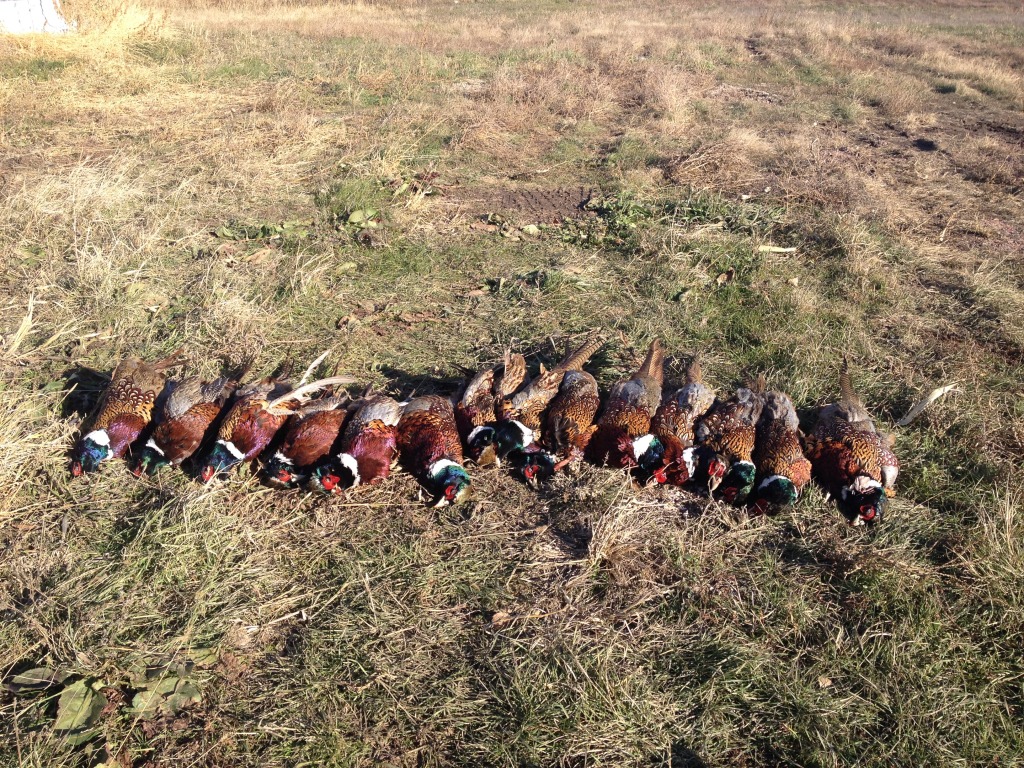 2013-11-08-SD-Pheasant-Hunting-28.JPG