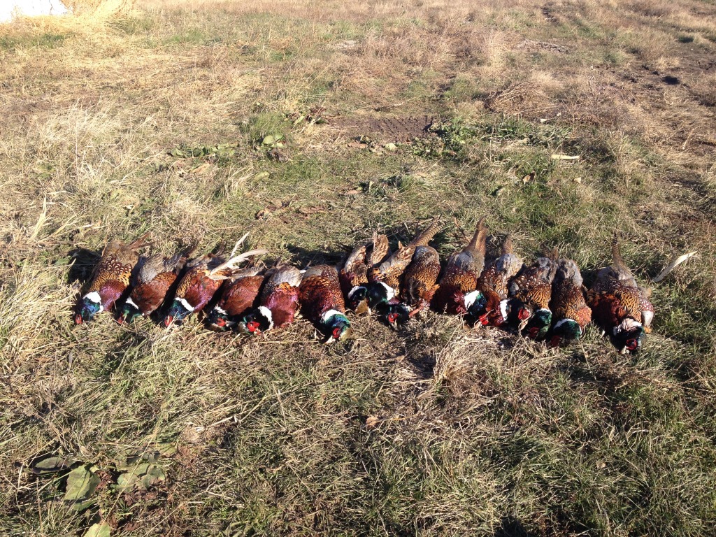 2013-11-08-SD-Pheasant-Hunting-29.JPG