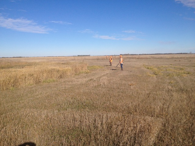 2013/11(November)/SD-Hunting/640x480_2013-11-04-SD-Pheasant-Hunting-1.JPG