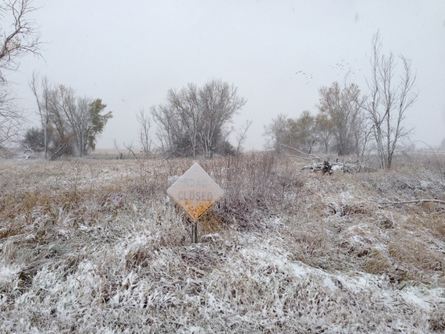 2013/11(November)/SD-Hunting/640x480_2013-11-05-SD-Pheasant-Hunting-6.JPG