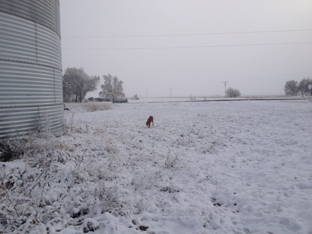 2013/11(November)/SD-Hunting/640x480_2013-11-06-SD-Pheasant-Hunting-03-Bevo.JPG